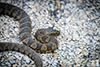 Common Watersnake