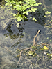Common Watersnake Common Watersnake