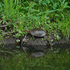 Painted Turtle