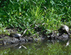 Painted Turtle