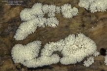 common coral slime - Featured photo